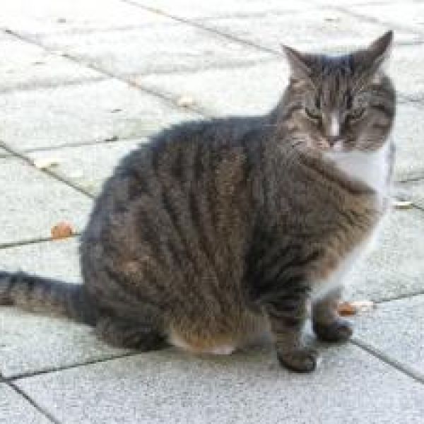 Findus