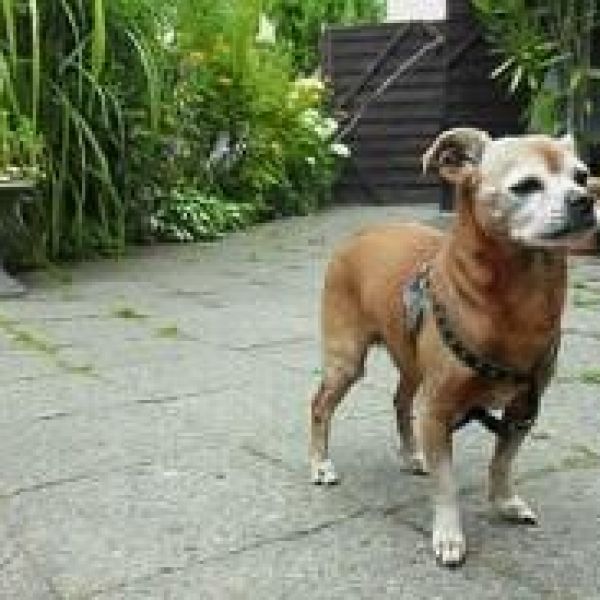 Tommi