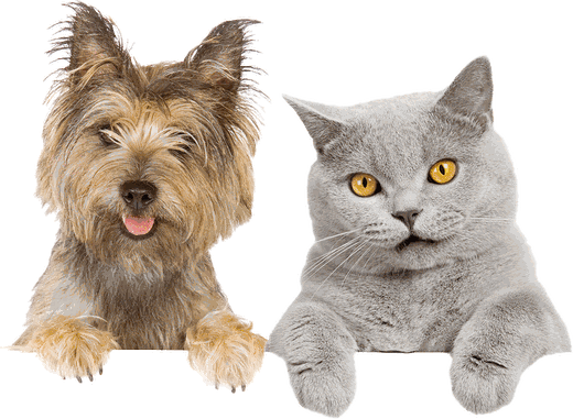 Hund und Katze schauen über den Rand der Seite